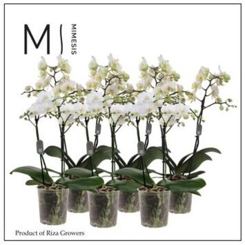 image PHALAENOPSIS 2BR MF BLANC
