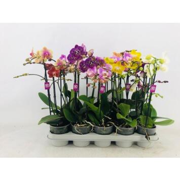 image PHALAENOPSIS 2BR MF VARIES