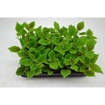 image PILEA MOON VALLEY