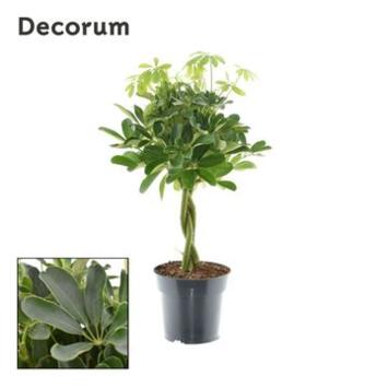 image SCHEFFLERA NORA TM