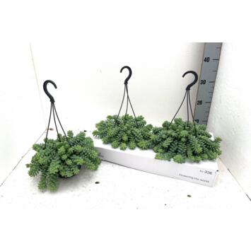 image SEDUM BURITTO SUSP