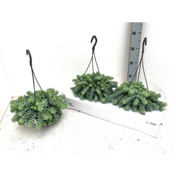 image SEDUM BURITTO SUSP