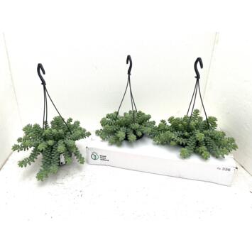 image SEDUM BURITTO SUSP