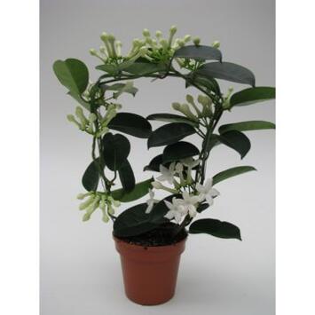 image STEPHANOTIS 7/8GR