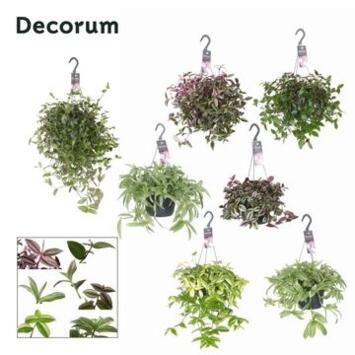 image TRADESCANTIA VARIES SUSP