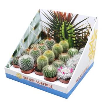image CACTUS BOULE
