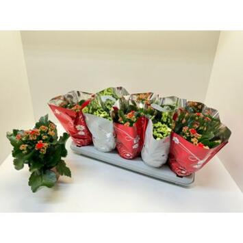 image KALANCHOE FL DBLE VARIES