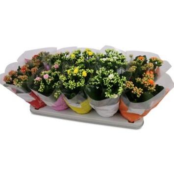 image KALANCHOE FL DBLE VARIES