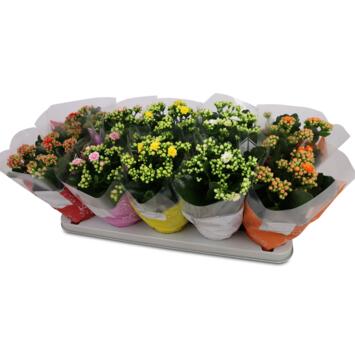 image KALANCHOE FL DBLE VARIES