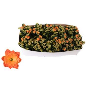 image KALANCHOE FL DBLE ORANGE