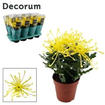 image DENDRANTHEMA 3PP JAUNE