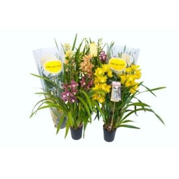 image CYMBIDIUM 3/4BR VARIES