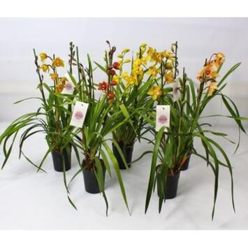 image CYMBIDIUM 3/4BR VARIES