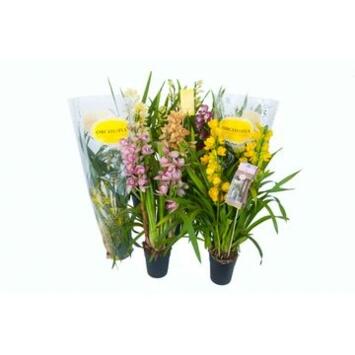 image CYMBIDIUM 3/4BR VARIES