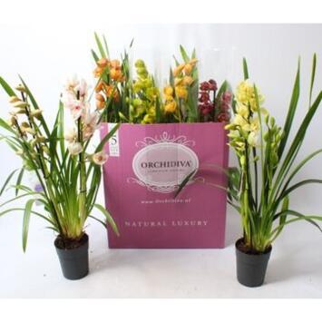 image CYMBIDIUM 3/4BR VARIES