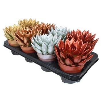 image ECHEVERIA TEINTE METALLIC