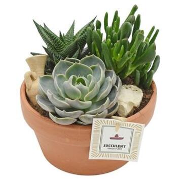 image SUCCULENTE COUPE TERRE