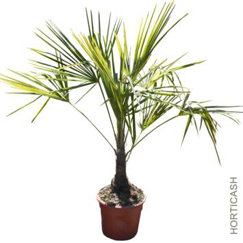 image CHAMAEROPS EXCELSA