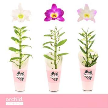 image DENDROBIUM 1BR NOBILE VARIES