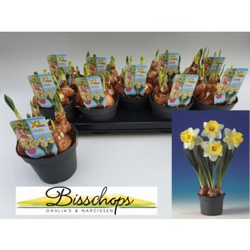 image NARCISSE ATTRACTION