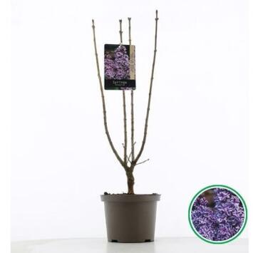 image SYRINGA LILAS