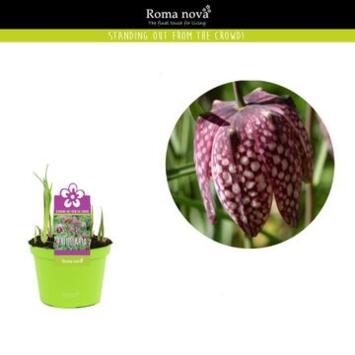 image FRITILLARIA