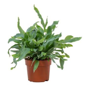 image PHLEBODIUM BLUE STAR