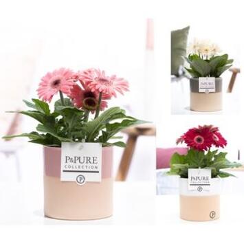 image GERBERA CERAM
