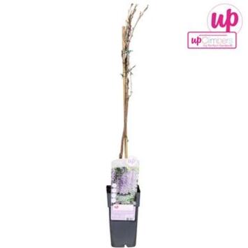 image WISTERIA PYRAM