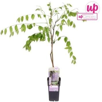 image WISTERIA PYRAM