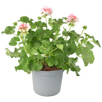 image GERANIUM ZONAL P COLORE