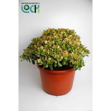 image CRASSULA SUNSET