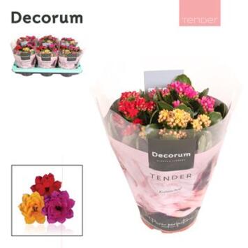 image KALANCHOE FL DBLE 3COULEURS