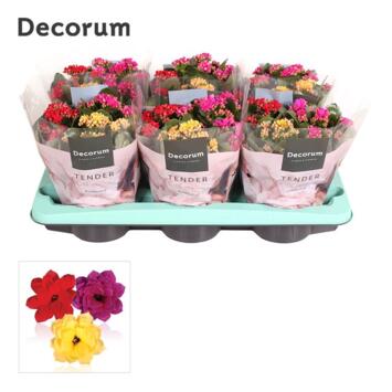 image KALANCHOE FL DBLE 3COULEURS