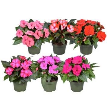 image IMPATIENS GUINEE VARIEES