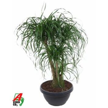 image BEAUCARNEA RAMIFIE COUPE