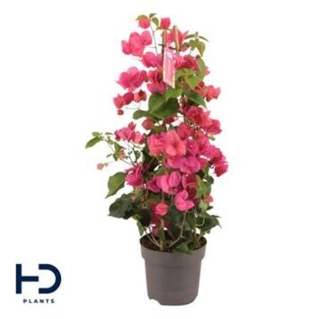 image BOUGAINVILLIER ROUGE PYRAM