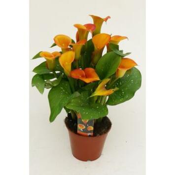 image ARUM ORANGE