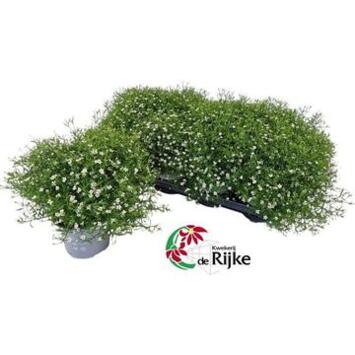 image GYPSOPHILA BLANC