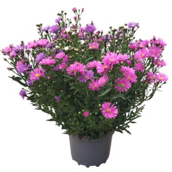 image ASTER 3COULEURS P COLORE