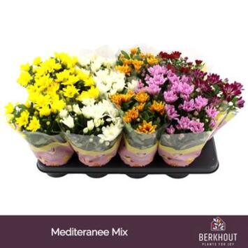 image DENDRANTHEMA 3PP VARIES