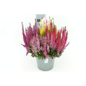 image ERICA CALLUNA 5COULEURS