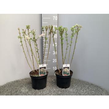 image SALIX HAKURO NISHIKI