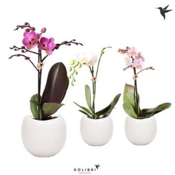 image PHALAENOPSIS 1BR CERAM