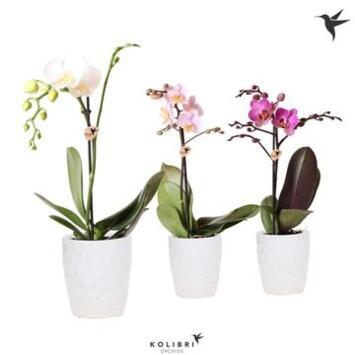 image PHALAENOPSIS 1BR CERAM