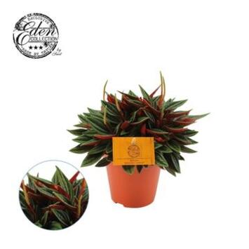 image PEPEROMIA ROSSO