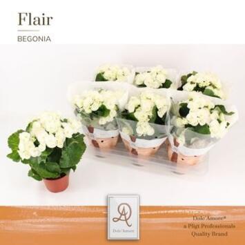image BEGONIA CLARA BLANC