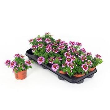 image VERVEINE 2COULEURS PURPLE