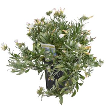 image CONVOLVULUS