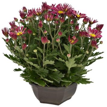 image MARGUERITE D AUTOMNE COUPE GRISE